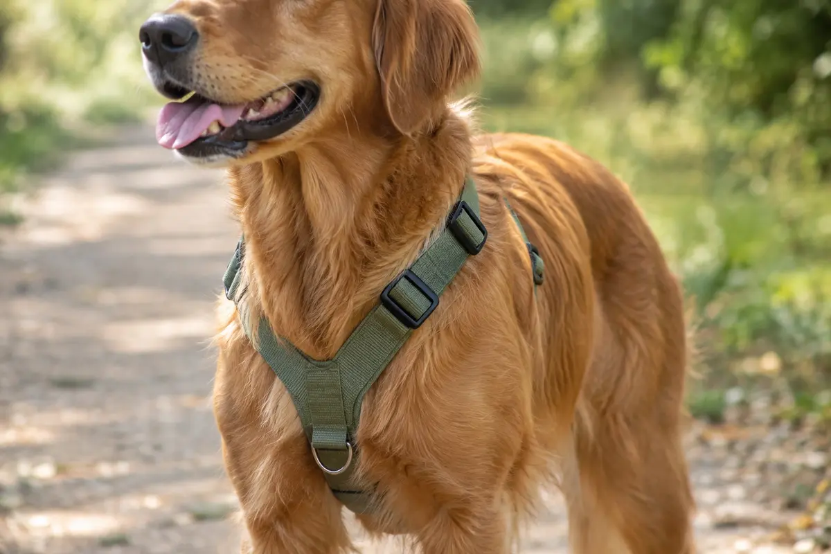 Chien en promenade portant un harnais en Y bien ajusté, avec les épaules dégagées et les sangles stables.