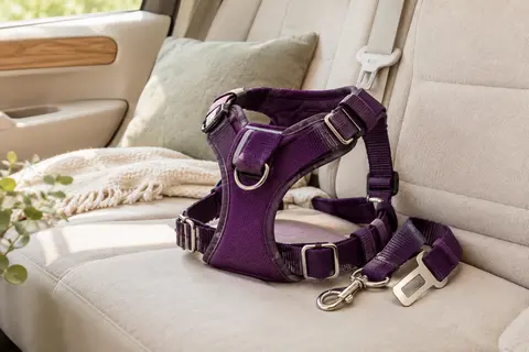 Harnais auto violet pour chien avec poitrine rembourrée, boucles en acier et attache de ceinture